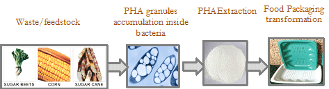 The EuroPHA process for PHA bioplastic productio