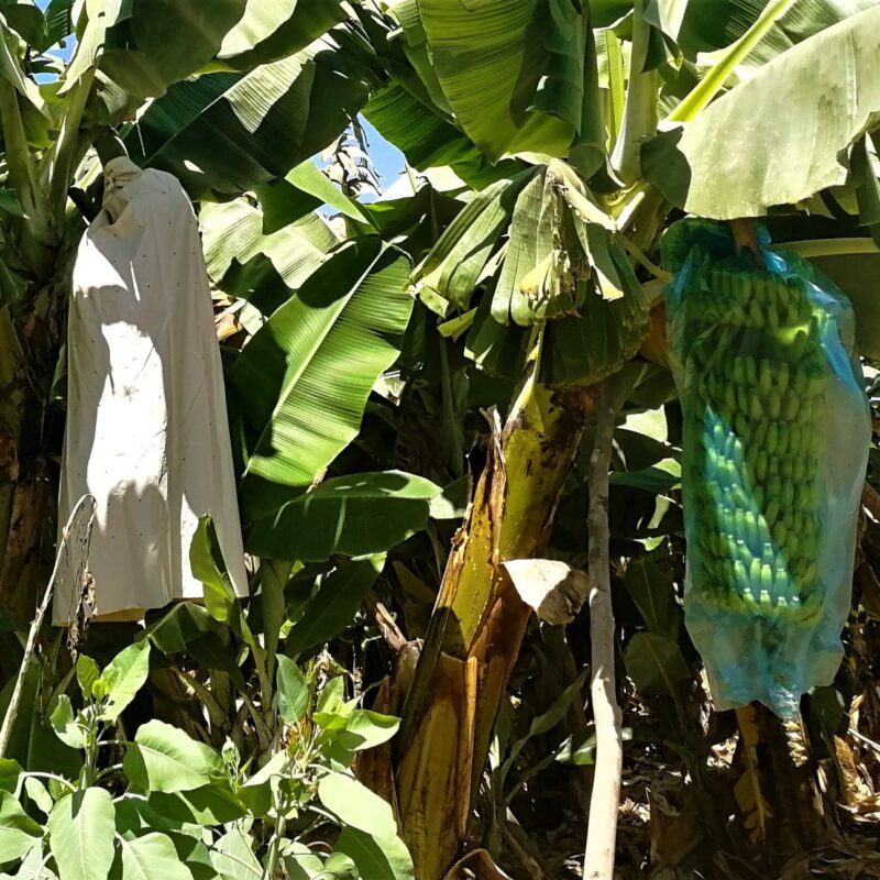 Bolsas biodegradables para plátanos